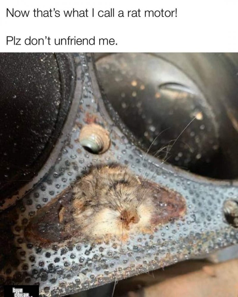 rat.jpg