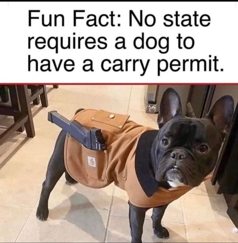 carry permit.jpg